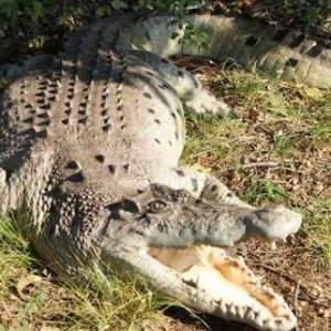 statue de crocodile