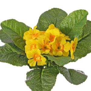 Primevère artificielle